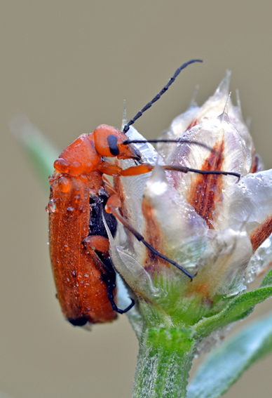 Zonitis flava, Meloidae